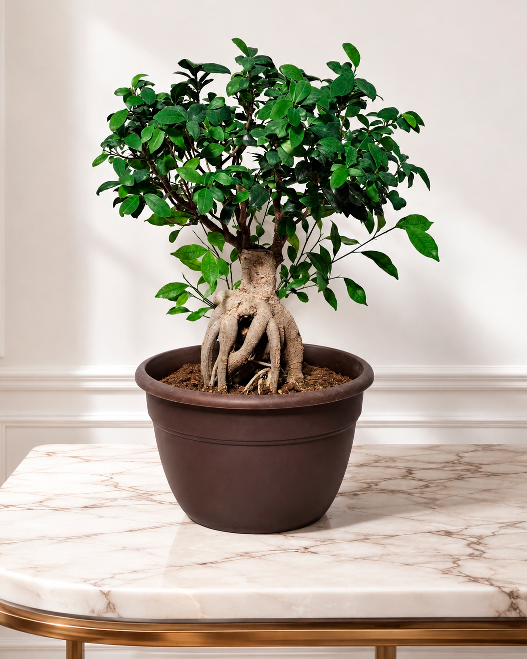 Ficus Ginseng