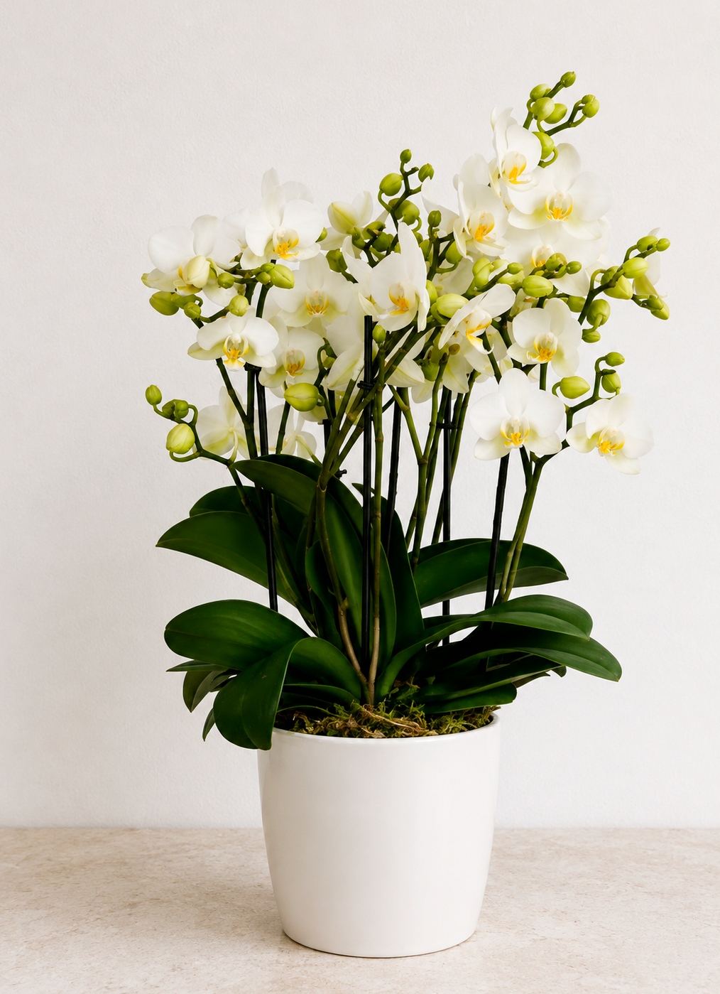 Orchidee in sierpot