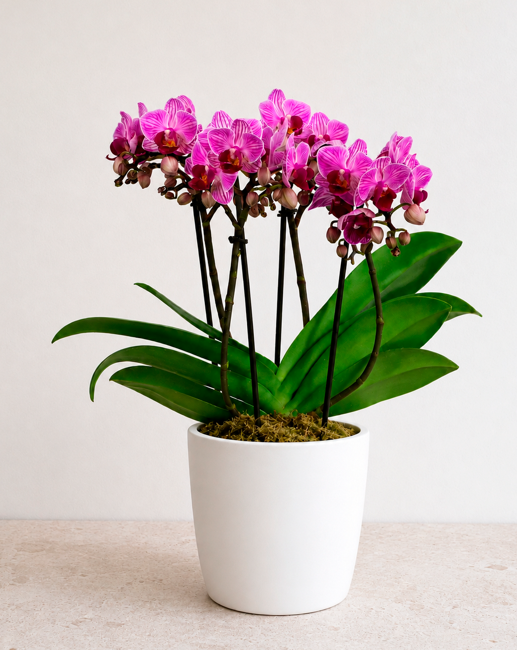 Orchidee in sierpot