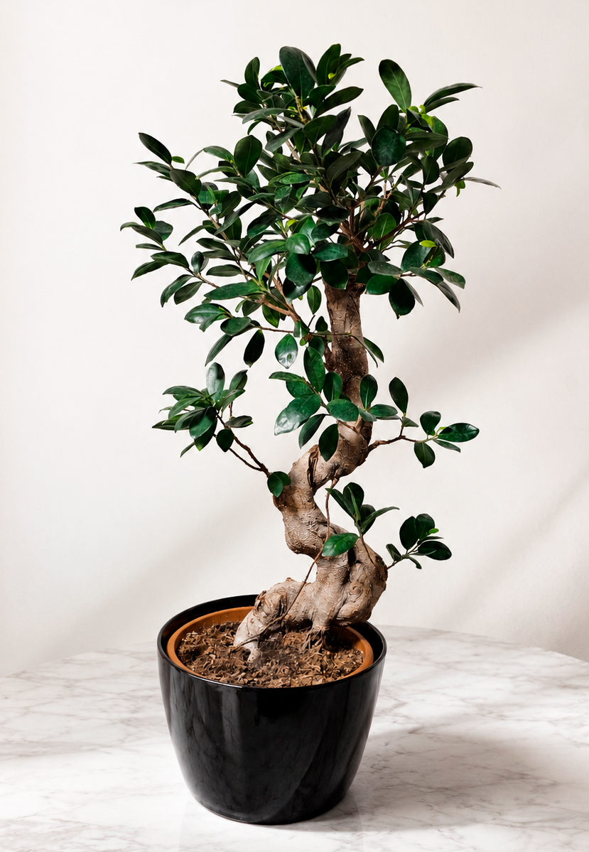 Ficus Ginseng met Pot